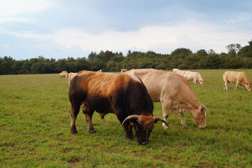 Fototapeta na wymiar Troupeau de vaches et taureau broutant l'herbe