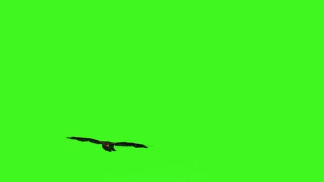 Flying Eagle Hawk Chroma key Green Screen