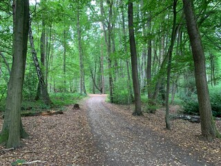 Fototapeta premium footpath in the woods