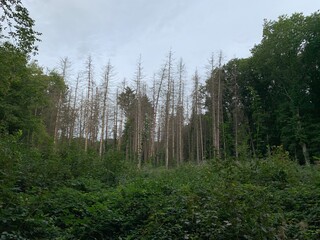 Fototapeta premium Bald trees in a forest