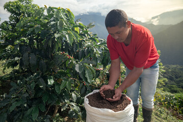 Farmer with organic fertilizer in coffee plant