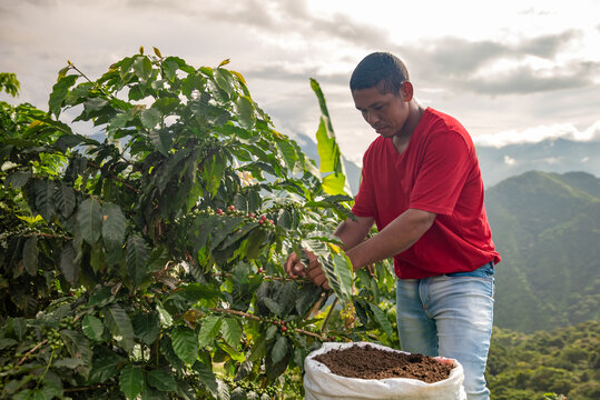 Coffee farmer harvesting in the colombian mountains with organic fertilizer 