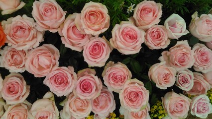 Fototapeta na wymiar Top view of light pink roses are blooming.