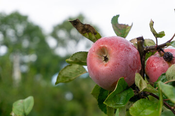 Ripe red appleas on the tree. Organic apples. Fruit without chemical spraying. Orchard.