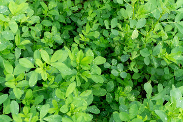 Green grass background texture. Close up
