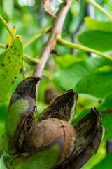 Green walnuts growing on a tree