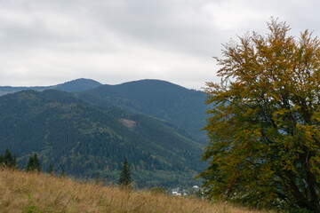 Fototapeta na wymiar Green-yellow tree in the mountain. Mountain background.