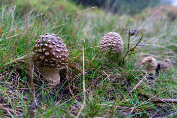 Brown amanita mushroom hiding in the grass.
