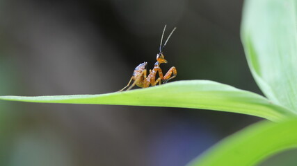 Close-up of a brown praying mantis (Archimantis latistyla) stretching its claws on a blade of grass