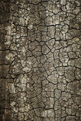 Dry cracked earth soil surface as background. view from above