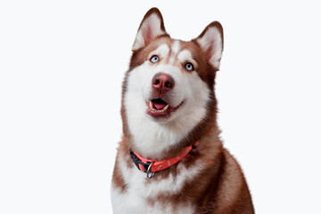 Siberian dog husky on a white background.
