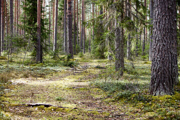 Hiking trail in the coniferous forest close-up. Hiking in Nature reserve. Path through the evergreen forest. Dirt road in a pine forest. Primeval Woodland landscape in sunny summer day. Green forest.