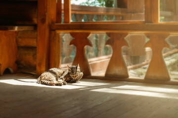 A tabby cat lies on a wooden floor and licks itself in a bright patch of window shadow.