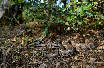 Ottoman viper // Kleinasiatische Bergotter (Montivipera xanthina) - Dalyan, Turkey