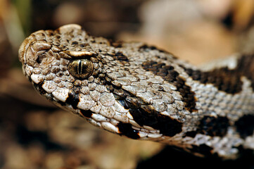 Ottoman viper // Kleinasiatische Bergotter (Montivipera xanthina) - Thrace, Greece
