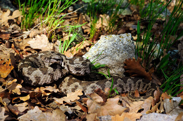 Ottoman viper // Kleinasiatische Bergotter (Montivipera xanthina) - Thrace, Greece