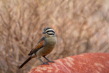 Cape bunting (Emberiza capensis) perched on a rock. Northern Cape. South Africa.