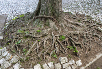 View of big tree root in city park - ecology