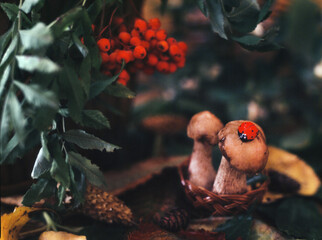 Mushrooms in a forest