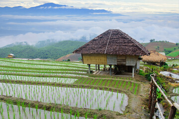Fototapeta na wymiar Morning landscape at Ban Pa Bong Piang in the middle of the natural forest terraced rice fields beautiful in Chiang Mai Northern Thailand.