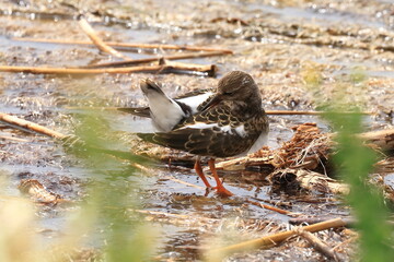 Ruddy turnstone, Arenaria interpres, migratory bird