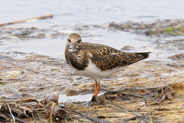 Ruddy turnstone, Arenaria interpres, migratory bird