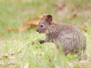 草と戯れるクオッカの赤ちゃん