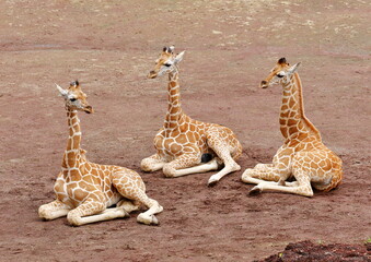座って休むキリンの子供 © osaru_photos