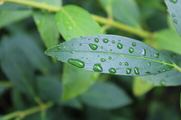 Feuilles vertes fraîches avec des gouttes de pluie
