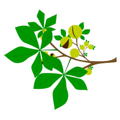 Chestnut branch with chestnuts
