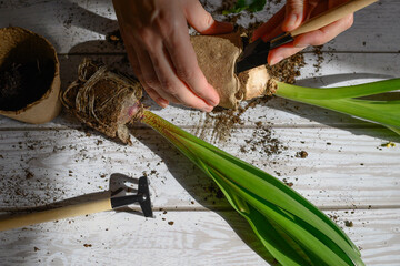 A woman's hands transplant a tulip flower into another pot on the tables. Home gardening
