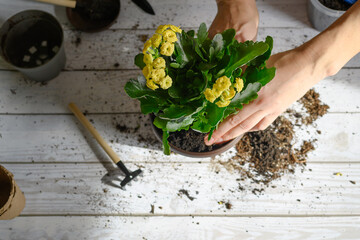 A woman's hands transplant a tulip flower into another pot on the tables. Home gardening
