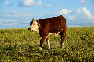Cattle raising  with natural pastures in Pampas countryside, La Pampa Province,Patagonia, Argentina.
