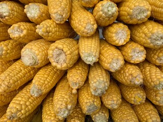 yellow raw corn in rows, Top view