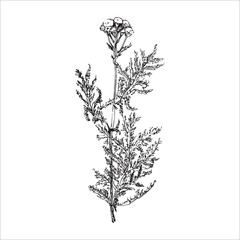 linear vector black and white doodle wildflower branch tansy ordinary