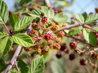 Close up photo of a red unripe blackberry among dry berries and green foliage