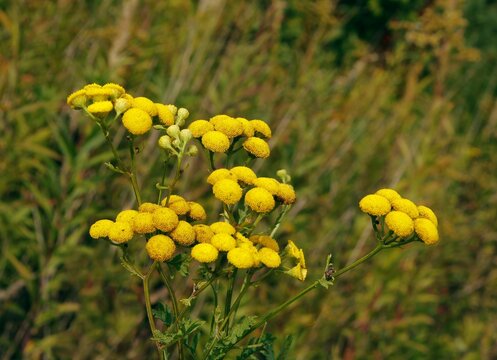 wild plant tancy blossoming on meadow