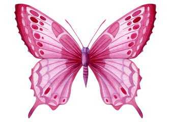 Beautiful pink butterfly isolated on a white background. Hand painted Watercolor design