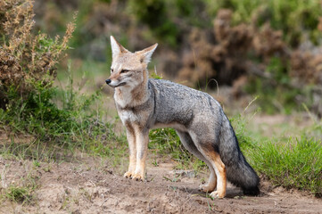 Naklejka na ściany i meble Pampas Grey fox in Pampas grass environment, La Pampa province, Patagonia, Argentina.