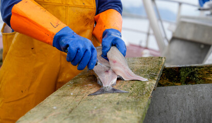 Angler filetiert coalfish Seelachs auf einem Fischkutter bei Norwegen