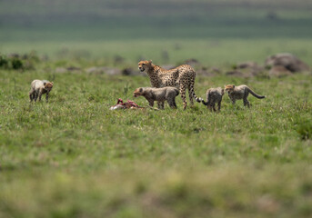 Cheetah with four cubs near a kill at Masai Mara, Kenya