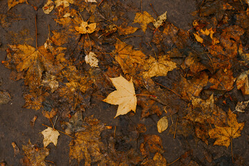 Fallen yellow leaves lie on the road after the rain. Wet autumn leaves on the pavement.