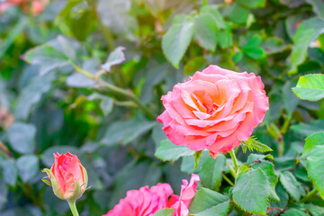 Soft fresh light pink rose on bright green leaves background in the garden in spring on a sunny day.