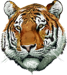 tiger head illustration