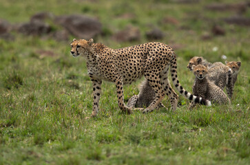 Cheetah with her cubs at Masai Mara, Kenya