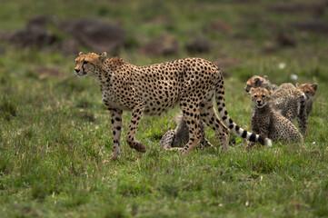 Cheetah with her four cubs at Masai Mara, Kenya