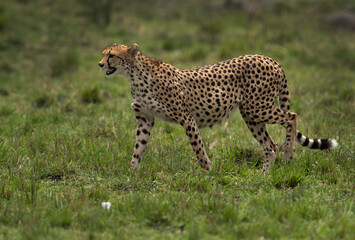 Portrait of a cheetah at Masai Mara, Kenya