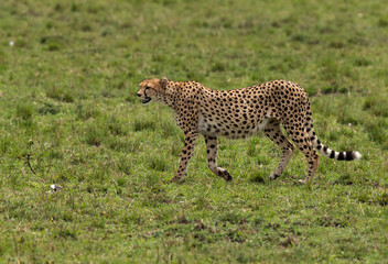 Closeup of a Cheetah moving in the grassland, Masai Mara, Kenya
