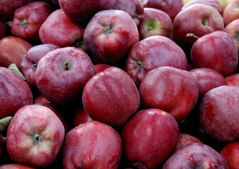 colorful tasty apples from orchard at autumn