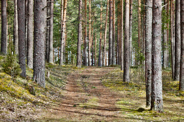Hiking trail in the coniferous forest close-up. Hiking in Nature reserve. Path through the evergreen forest. Dirt road in a pine forest. Primeval Woodland landscape in sunny summer day. Green forest.